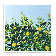 Lemon Tree by Rosalind Wheeler - Painting on Canvas