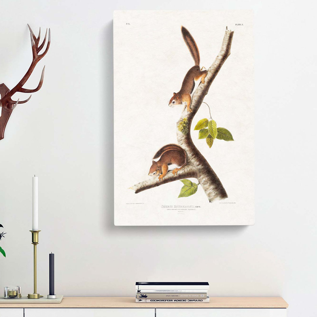Columbian Squirrels by J.W. Audubon - Wrapped Canvas