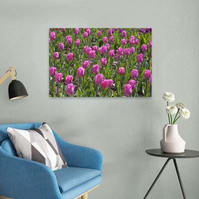Gros plan sur des fleurs de tulipes dans un jardin, parc Cantigny, Wheaton, Illinois, États-Unis, art mural de fleurs de tulipes