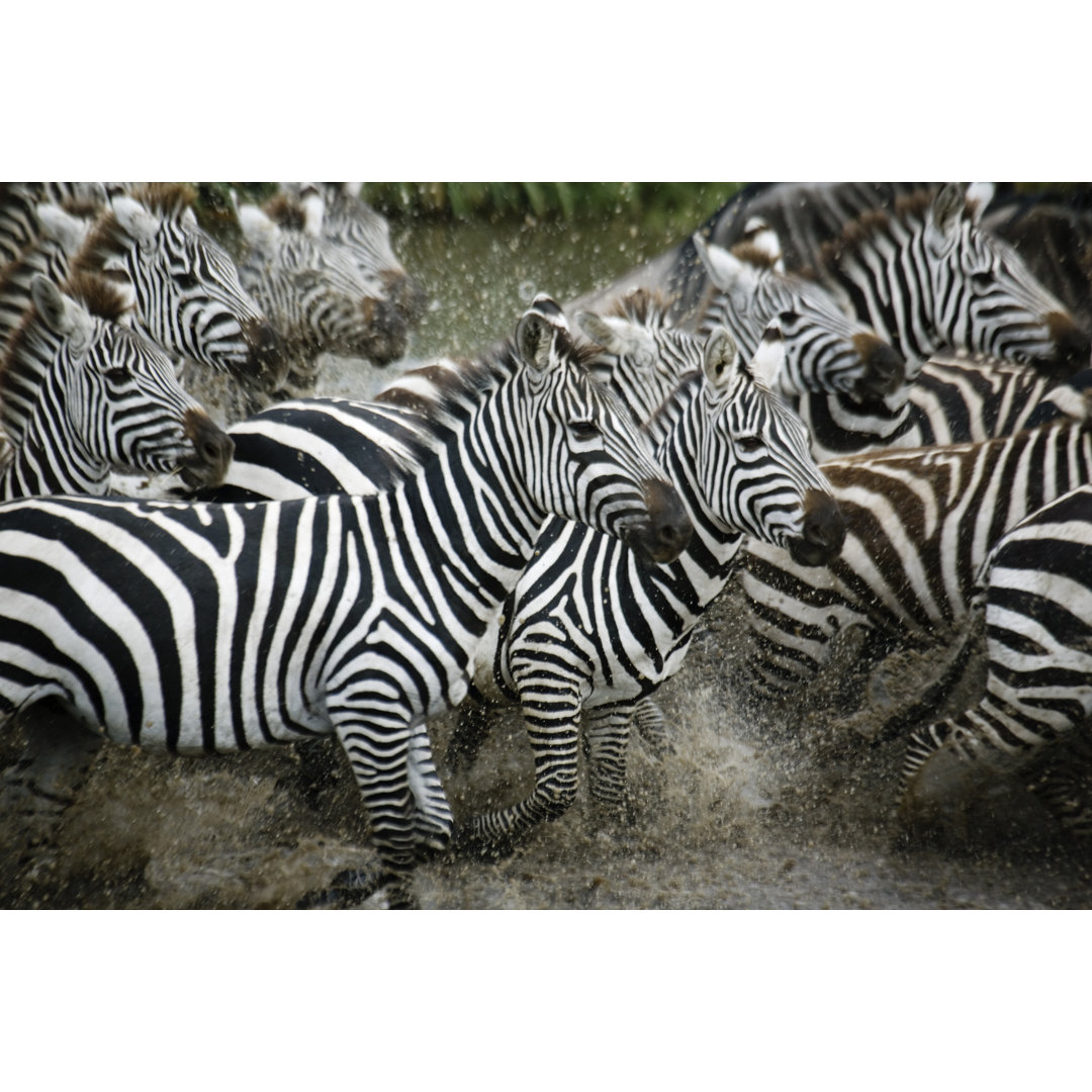 Zebras Running von GarySandyWales - Ohne Rahmen auf Leinwand drucken