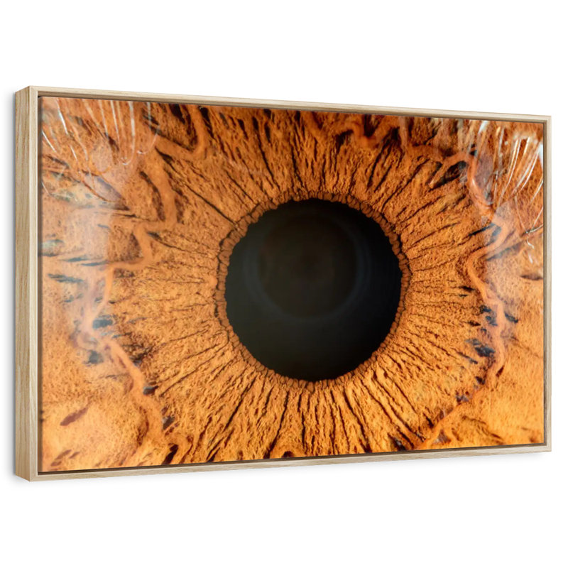 Œil humain magnifié, 19 po x 13 po, Cadre flottant en bois naturel