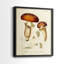 Champignon Variétés III - reproduction encadrée de qualité supérieure - prête à être accrochée - aucun clou requis - aucun clou requis-607282533-607282538