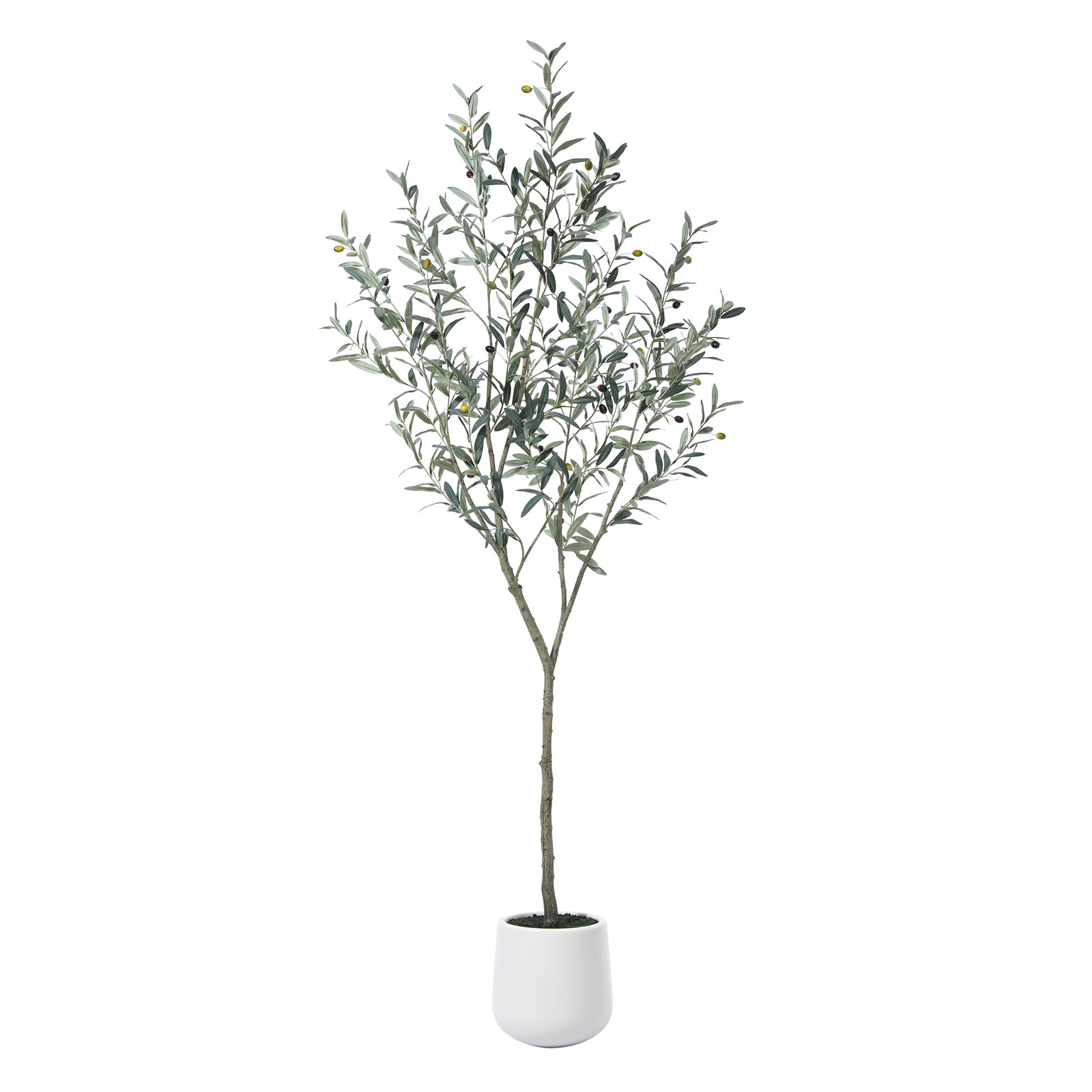 Adcock Olive Tree in Pot, 72" H x 24" W x 24" D