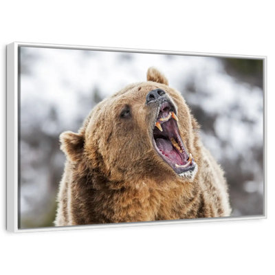 Grizzly rugissant