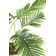Panama Palm Tree in Planter