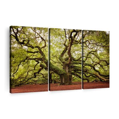 " Charleston Angel Oak Tree " 3 - Pieces
