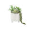 Plante grasse artificielle 4,25 po