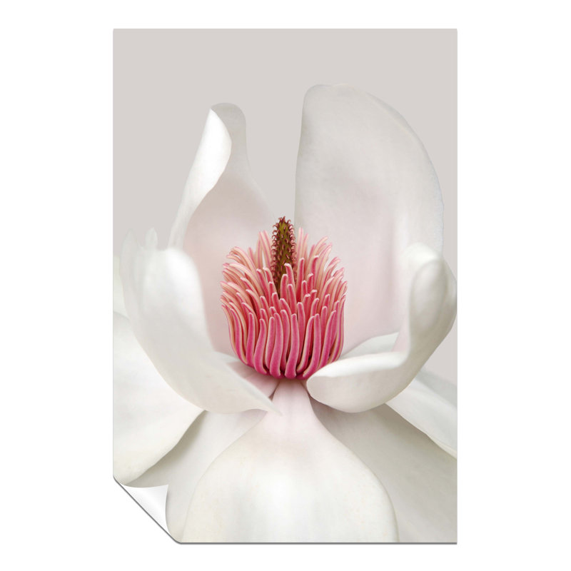 Magnolia Flower Petals - No Frame Print, 61cm H x 41cm W