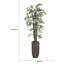 Arbre de bambou Panama