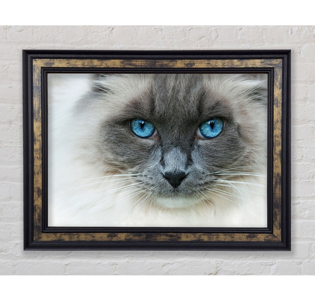 Ragdoll-Katzengesicht - Einzelner Bilderrahmen Kunstdrucke