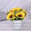 11,8 Plante