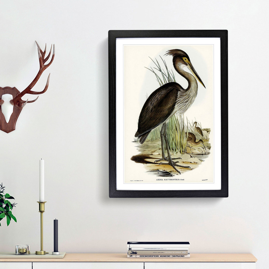 Great-Billed Heron by Elizabeth Gould - Picture Frame Painting Print