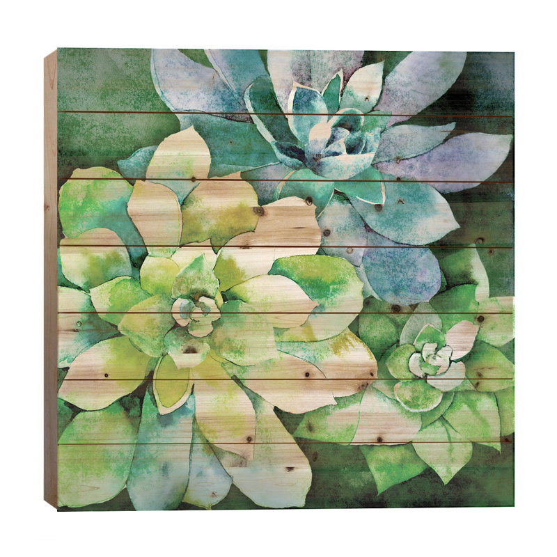 Plantes grasses estivales