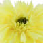 Coussin décoratif rond en tournesol-236664347-236664348