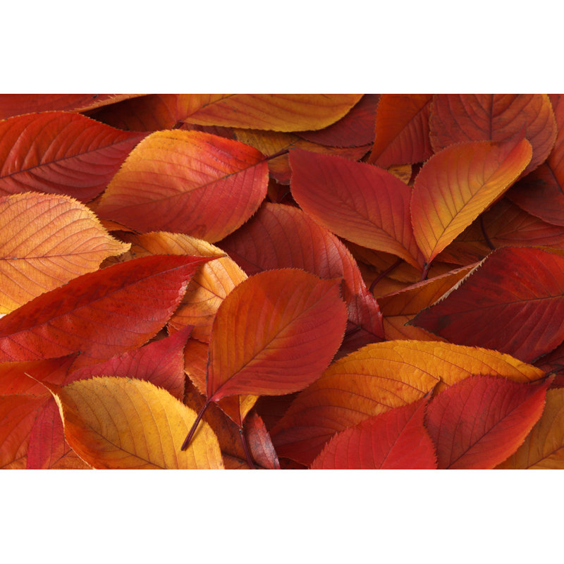 Colours Of Autumm by Studiocasper - Wrapped Canvas Print
