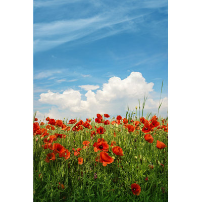 " Poppy Flowers " by Egal