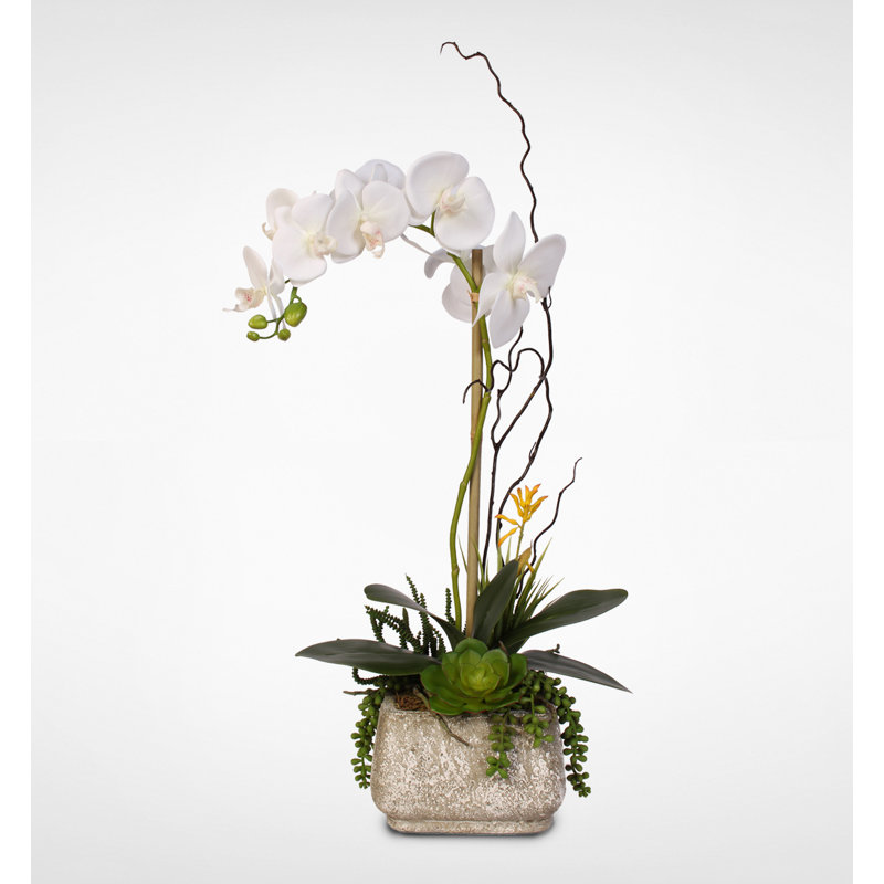 Real Touch Phalaenopsis Silk Orchid with Succulents Floral Arrangement in Pot