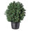 30' H Lighted Artificial Spruce Christmas Tree