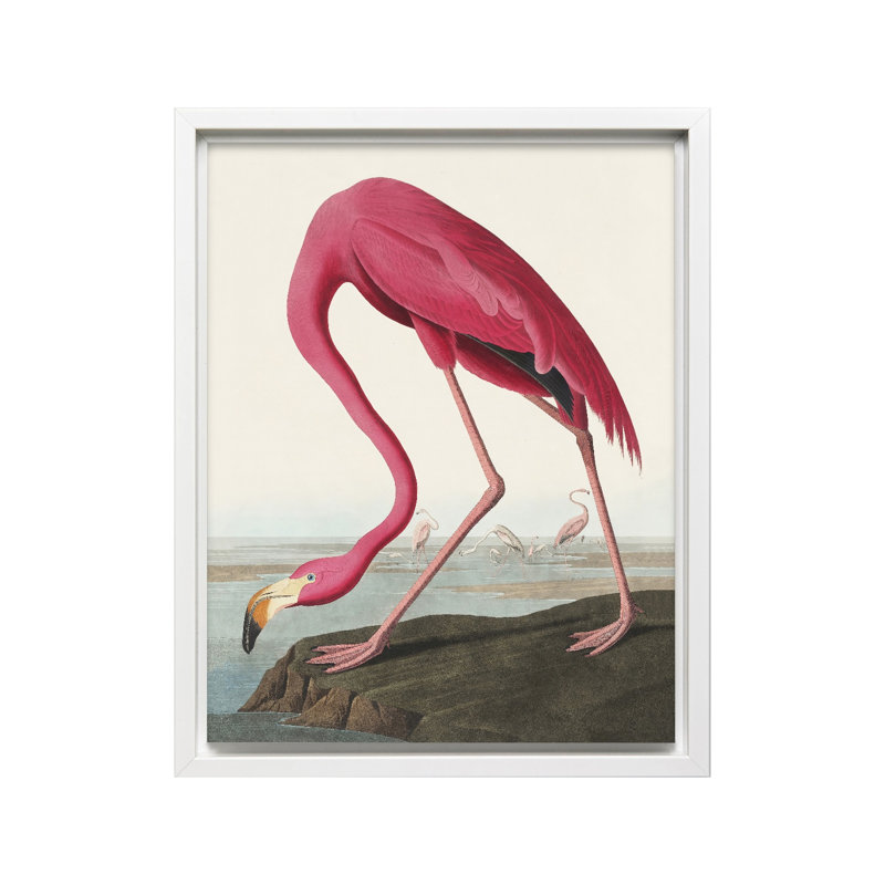 James Audubon - Flamant américain, Canevas, H 12 po x l 16 po, Encadrement blanc