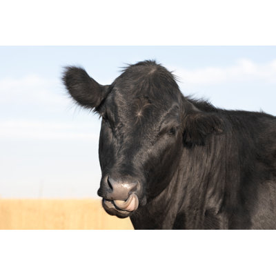 Black Angus Cow par Daydreamers