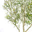 7FT Olive Tree KD
