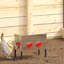 Feeder-590104041