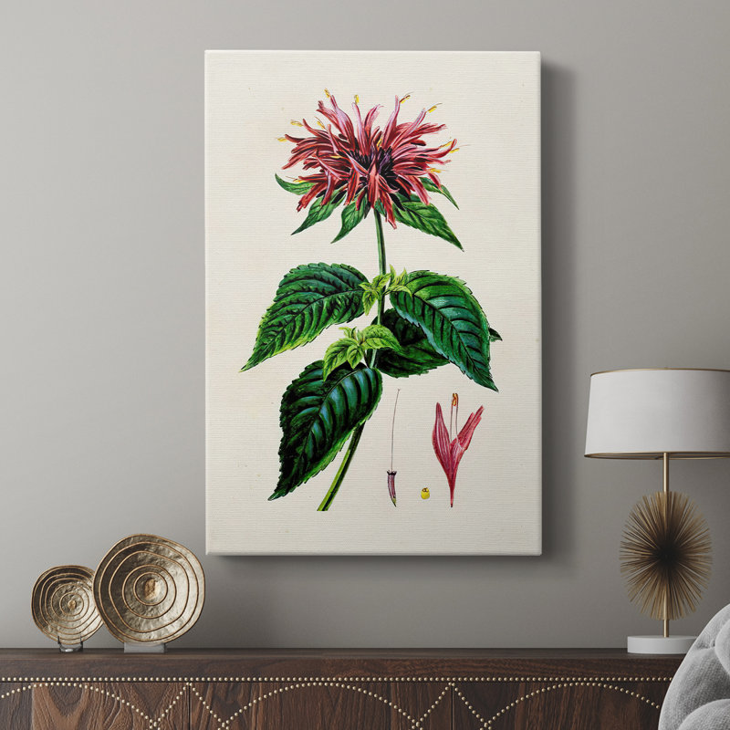 AntiqueFloralFolioI - galerie Cavas sur mesure, H 18 po x l 12 po