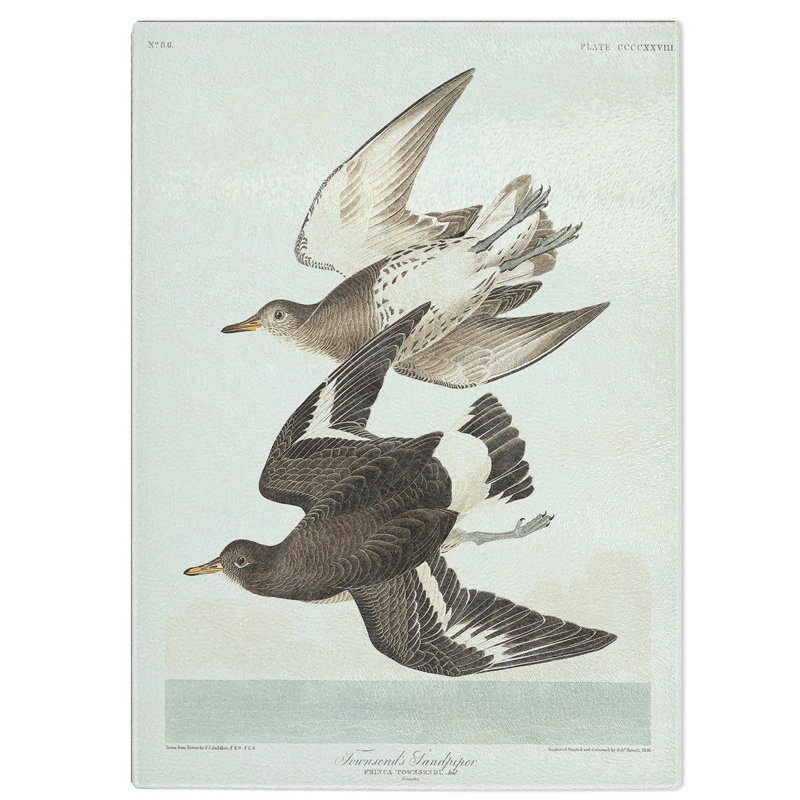 Glass Flying Sandpiper Birds by John James Audubon Chopping Board, 28.5 cm W x 20 cm L