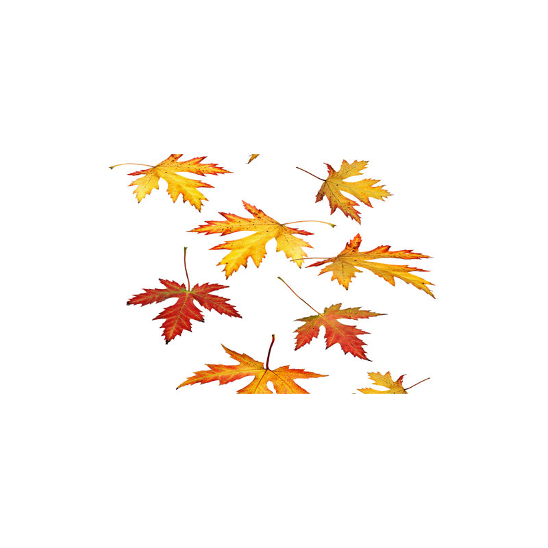 Autumn Leaves - Wrapped Canvas Print