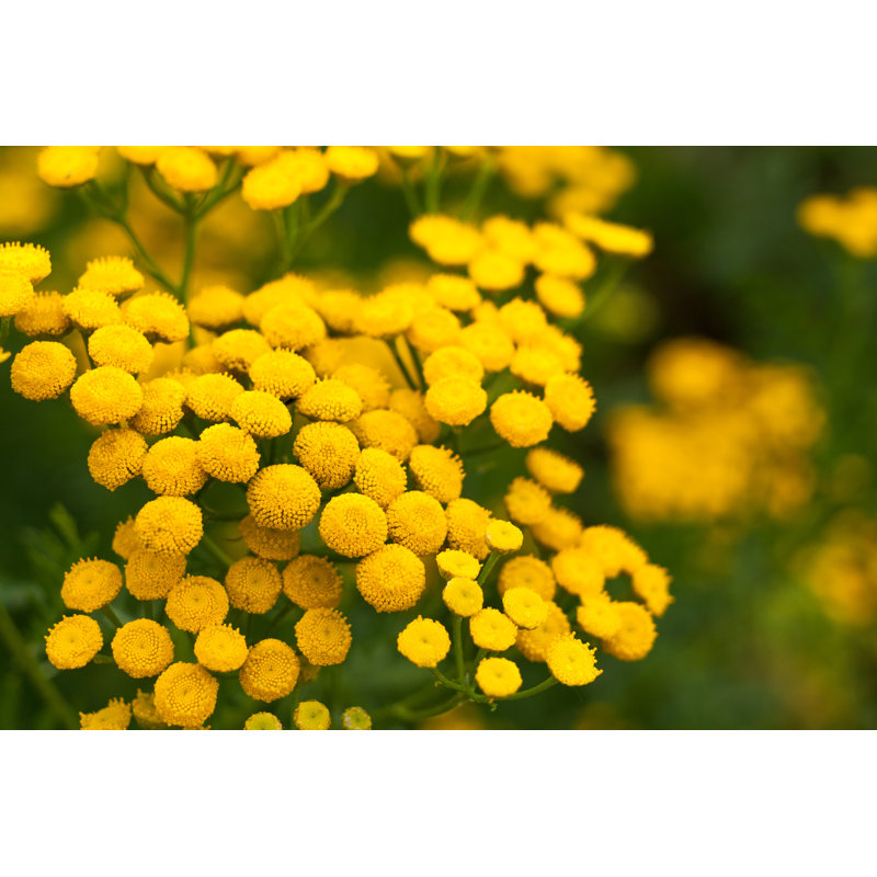 Yellow Flowers Of Tansy by Senata - Wrapped Canvas Print, 30cm H x 46cm W