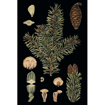 Small Dramatic Conifers I by Vision Studio - Wrapped Canvas Print