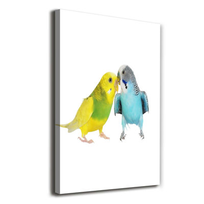 Budgies 1 Piece Wrapped Canvas Wall Art