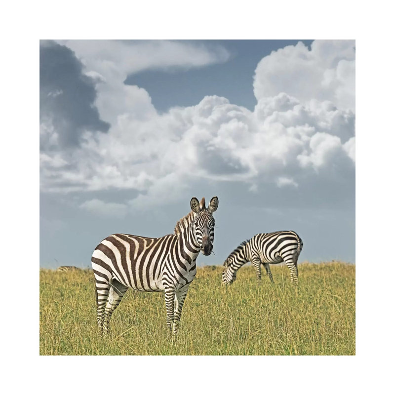 Colour Zebra Duo by Klaus Tiedge - Print on Canvas, 30.48 cm H x 30.48 cm W, Wrapped Canvas