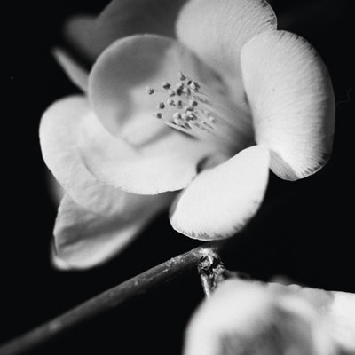 Quince Blossoms V by Renée W. Stramel - Wrapped Canvas Print