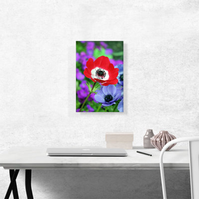 " Red Anemone In Colorful Garden "