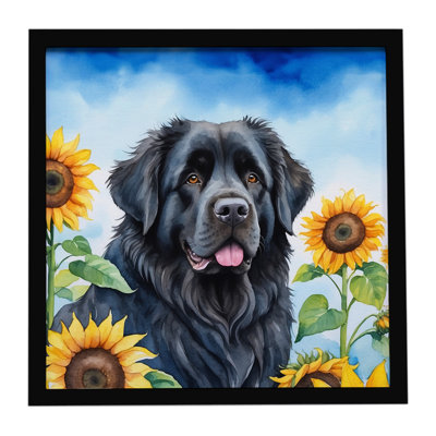 Newfoundland in Sunflowers Framed Metal Print