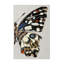 «Butterfly Wing» par Melissa Wang-474605991