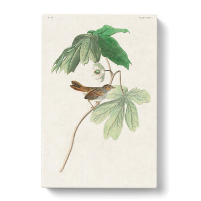 Swamp Sparrow by John James Audubon - Wrapped Canvas