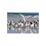 Flock Of Birds Print by Sofia Fox