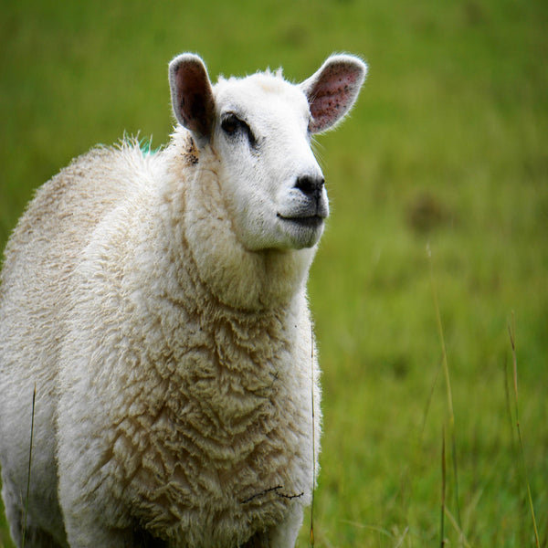 Sheep Wool Pillow