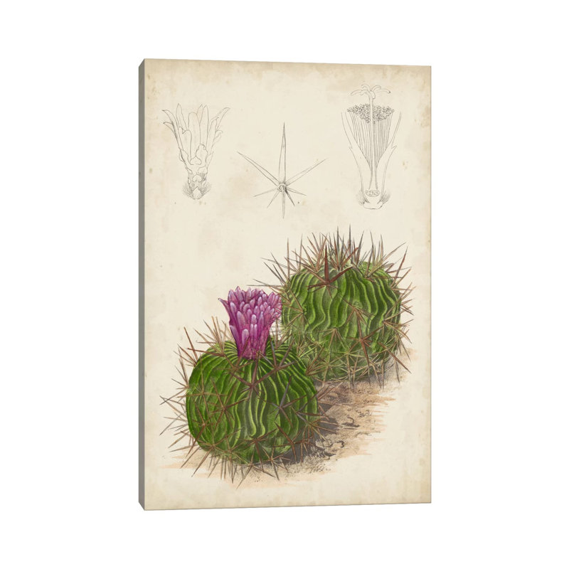 Antique Cactus II by Curtis - Wrapped Canvas Painting, 66.04 cm H x 45.72 cm W