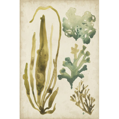 Vintage Sea Fronds III by June Erica Vess - Wrapped Canvas Painting