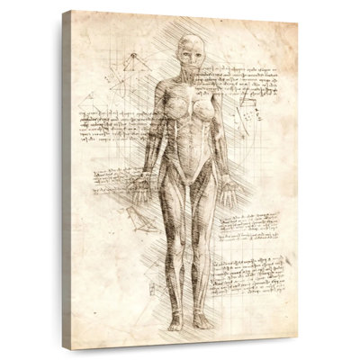Keiri Human Muscles Female Anatomy