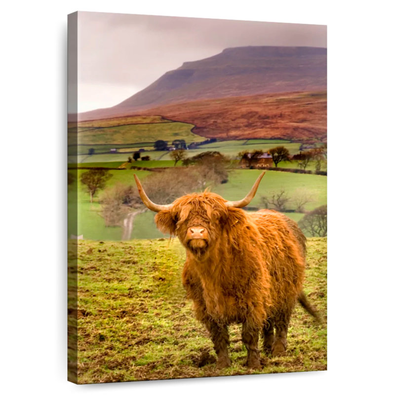 Brampt Bowland Highland Cow, H 30 po x l 20 po