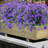 Mixed Arrangement-1398364672