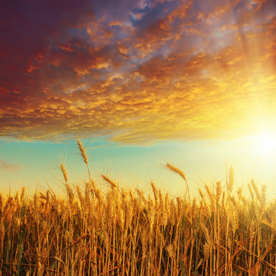 " Sunset Over Harvest " by Mycola