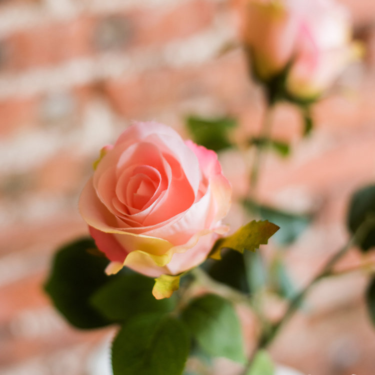 Tige de rose rustique rose