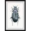 Armored Bug - cadre photo, reproduction d'art-26129243