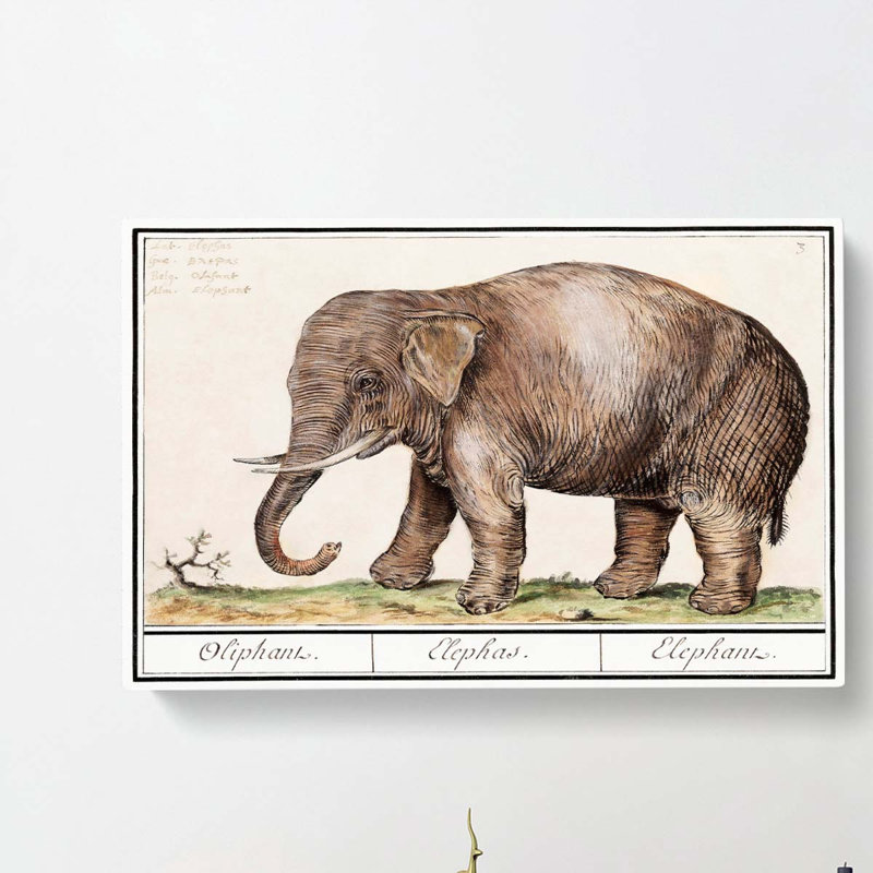 Asian Elephant by A.B. de Boodt - Wrapped Canvas, 50cm H x 76cm W x 3cm D