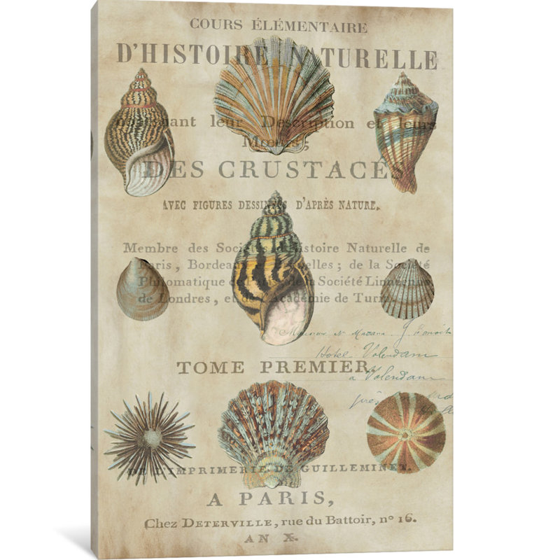 «Shell Collection I» par Deborah Devellier, reproduction sur toile tendue sur châssis, H 26 po x l 18 po x P 1,5 po
